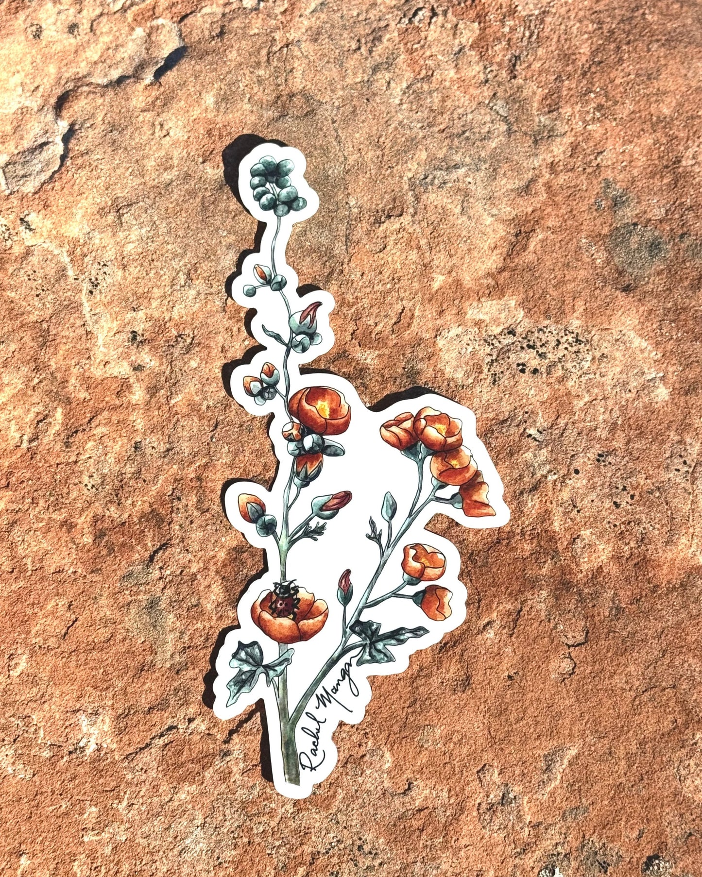 Desert Globemallow Sticker 6"