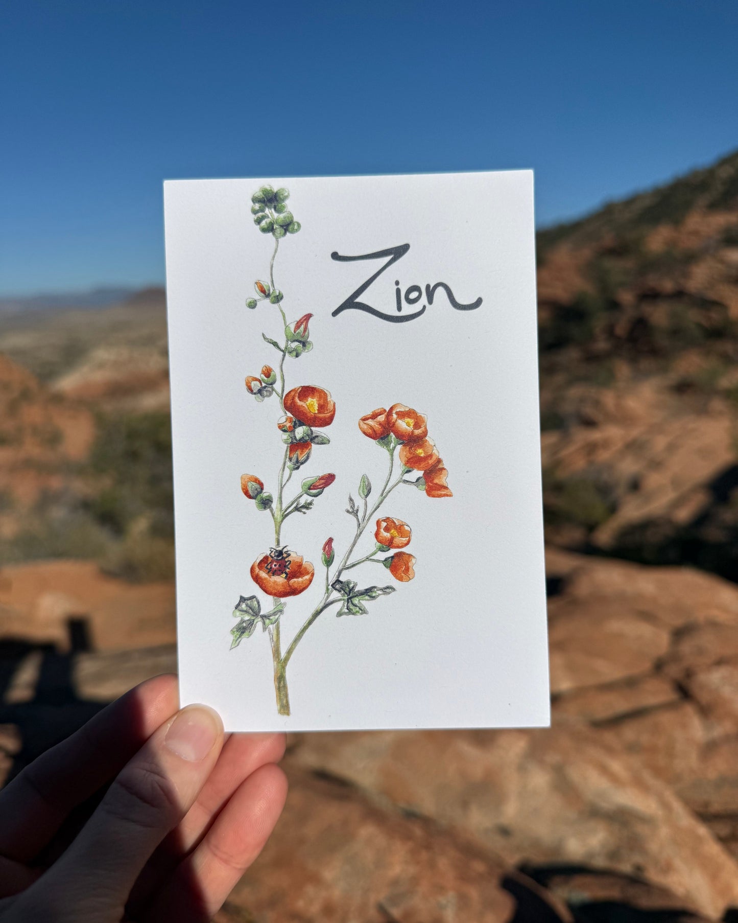 Globemallow Postcard