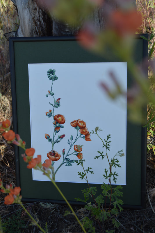 Desert Globemallow Watercolor Giclee