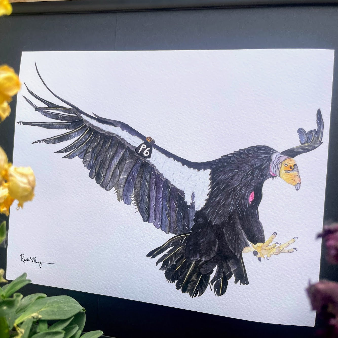 Condor P6 Watercolor Giclee