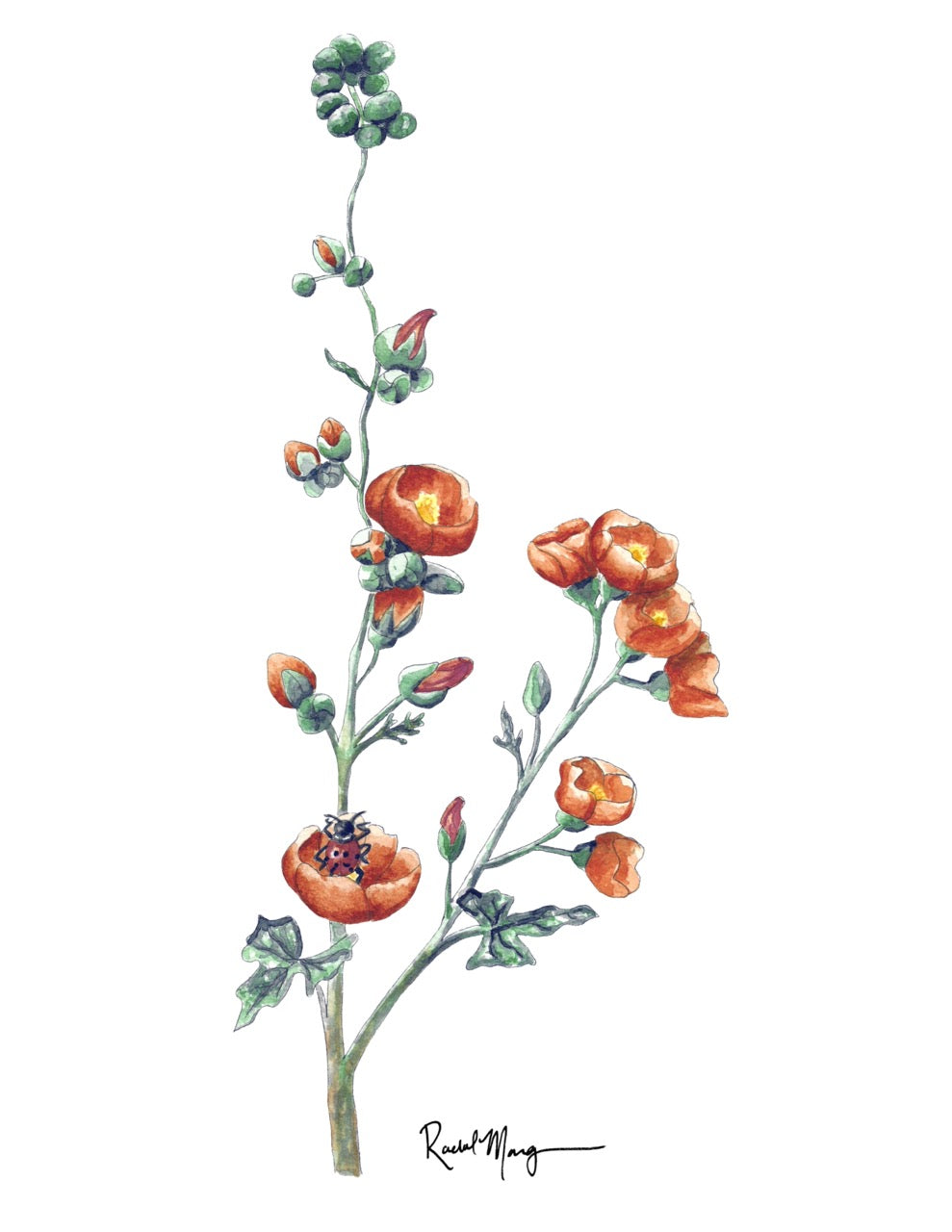 Desert Globemallow Watercolor Giclee