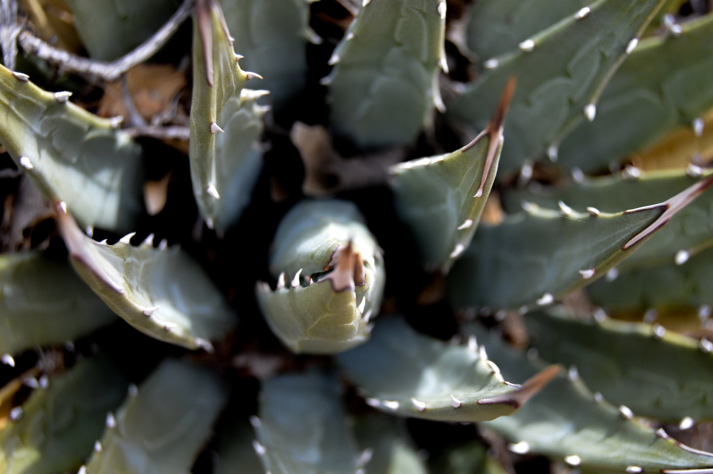 Wild Agave